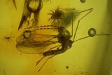 Fossil Ant, Two Flies and a Mite in Baltic Amber #183642-2